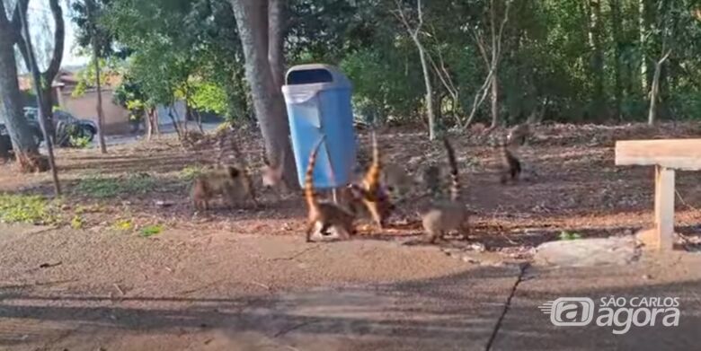 Quatis são flagrados circulando pelo bairro Botafogo em São Carlos - Crédito: reprodução 