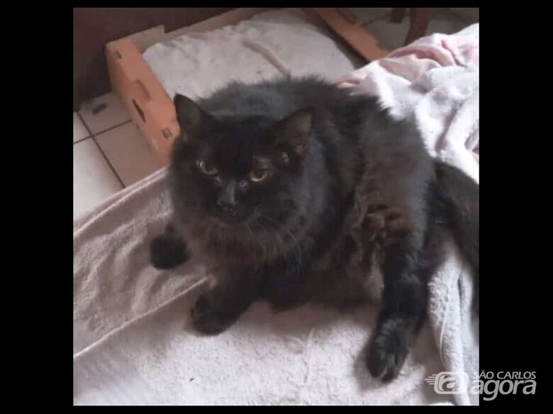 Homenagem da Funerais Pet a gatinha Fofa - 