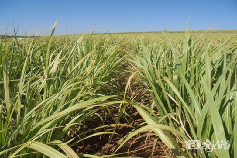 UFSCar promove lançamento de 18 variedades de cana - Crédito: Ridesa/UFSCar