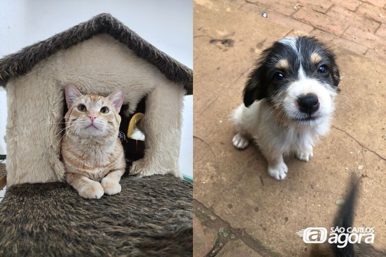 São Carlos recebe o “Bingo dos Bichos” em prol de animais resgatados -