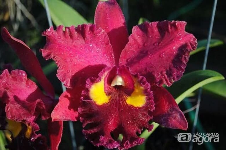 4ª edição do Orquídeas & Arte chega à Estação Ferroviária de São Carlos - 