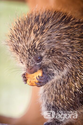 Nova vida no Parque Ecológico: veado-catingueiro nasce e ouriço-cacheiro é acolhido -