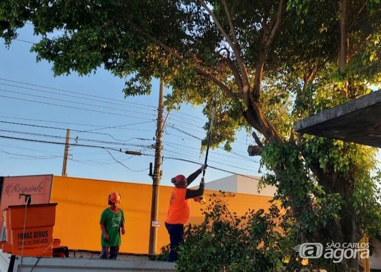 Empresa especializada em podas e manejo ambiental atua na preservação e recuperação de áreas verdes - 