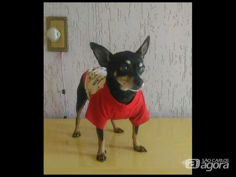 Homenagem da Funerais Pet aos pets Halley e Brad - 