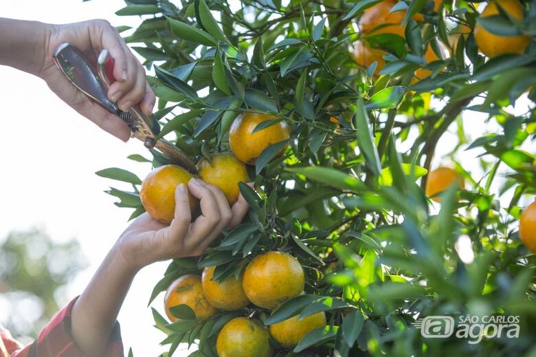 Produção de laranja  a cultura é uma das principais de Matão, município que gerou mais de 6.500 empregos nos primeiros nove meses de 2025. - Crédito: divulgação