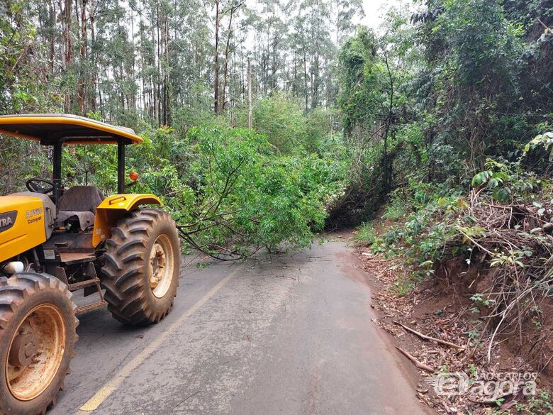 Queda de árvore na região do IFSP - Crédito: Whattsapp SCA