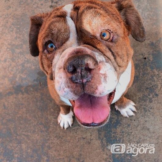 Homenagem da Funerais Pet a pet Bigorna - 