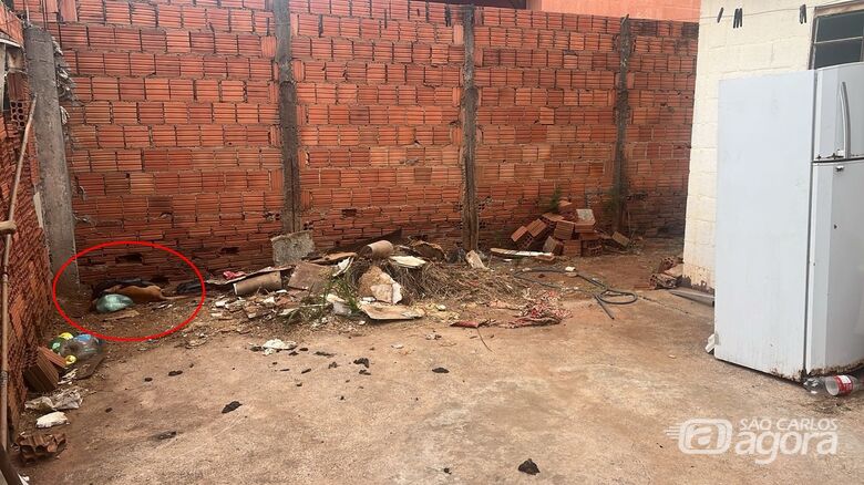 Quintal onde cachorro foi morto a facadas - 