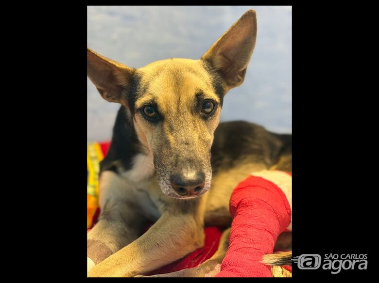 Vereador Elton Carvalho procura tutor de cachorrinha resgatada na rua 13 de Maio -