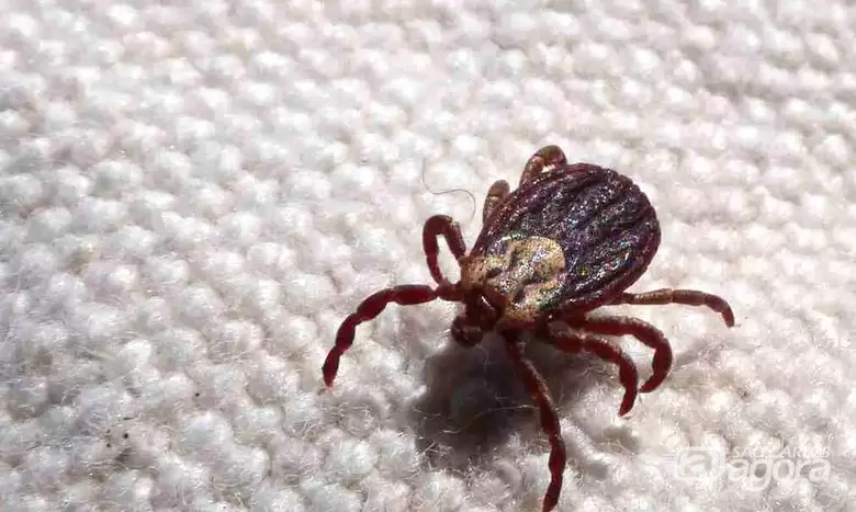 Duas mortes em Leme deixam região em alerta contra febre maculosa
-