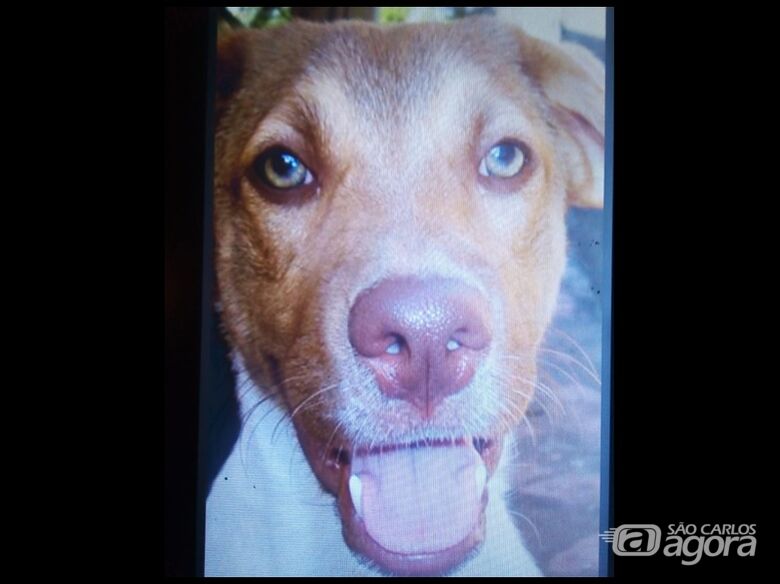 Homenagem da Funerais Pet aos pets Bob e Pipoca -