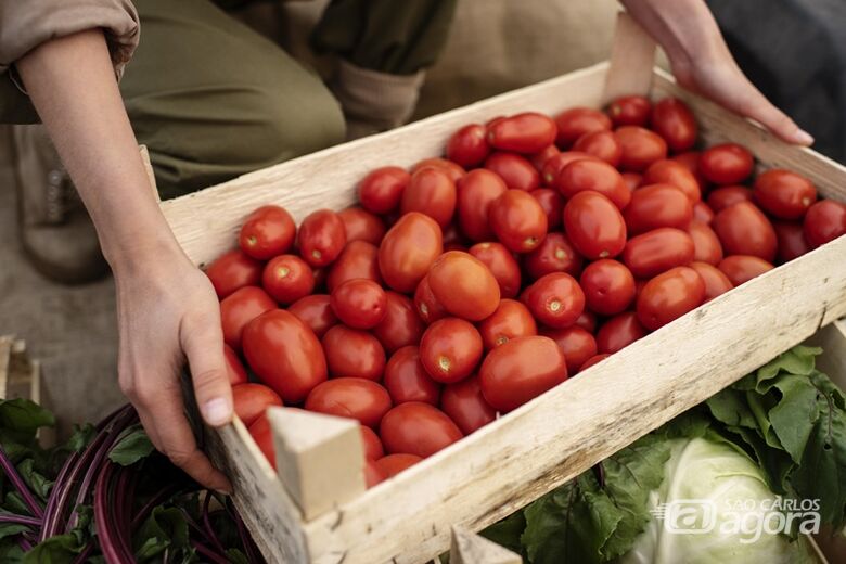 Tomate Pizzad’oro registra forte recuo e fica 41% mais barato no atacado da CEAGESP - 