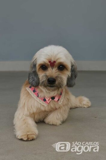 Homenagem da Funerais Pet à cachorrinha Lalinha -