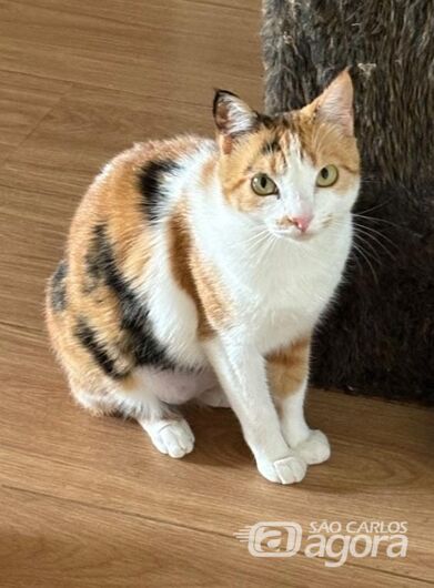 Homenagem da Funerais Pet à gatinha Biza -