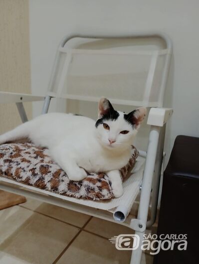 Homenagem da Funerais Pet aos gatinhos Julieta e Duque -