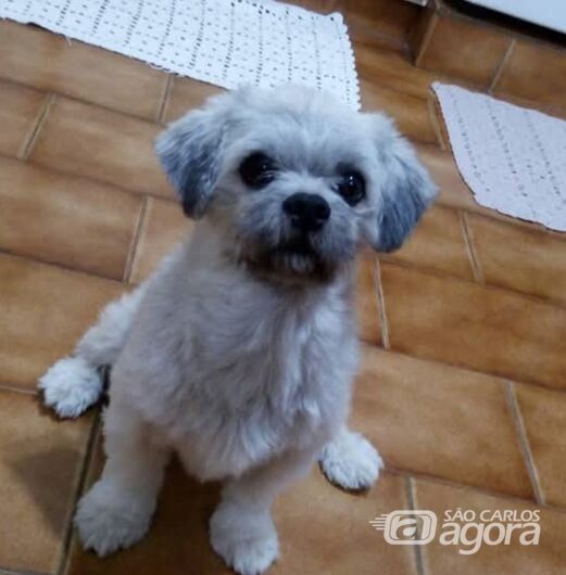 Homenagem da Funerais Pet ao cachorrinho Floquinho -