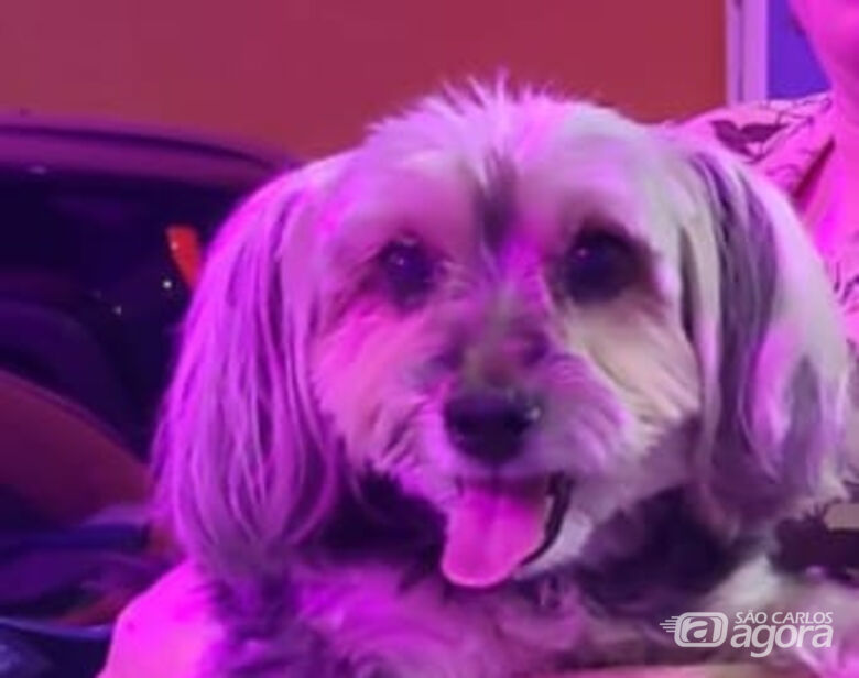 Homenagem da Funerais Pet à cachorrinha Estela - Crédito: Divulgação