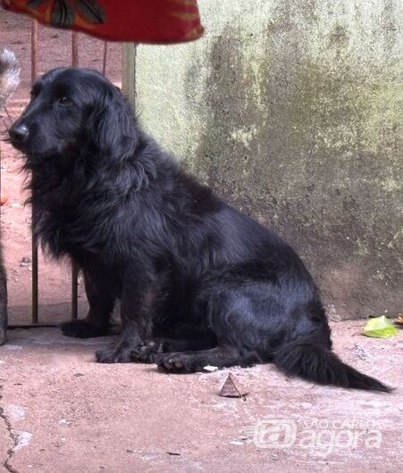Homenagem da Funerais Pet ao cachorrinho Bob - 