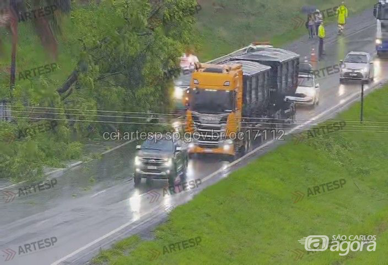 Queda de árvore interdita rodovia Washington Luís - 