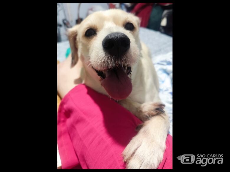 Homenagem da Funerais Pet a cachorrinha Teodora - 