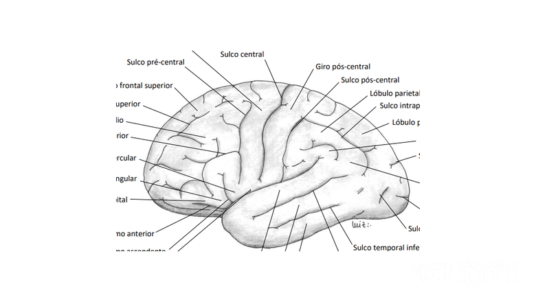 Material tem linguagem didática e ilustrações do próprio autor (Foto: Divulgação) - 