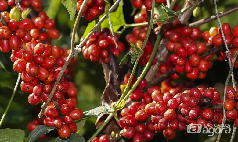 Amigos do rei, posseiros e aventureiros criaram uma cidade - Crédito: Divulgação