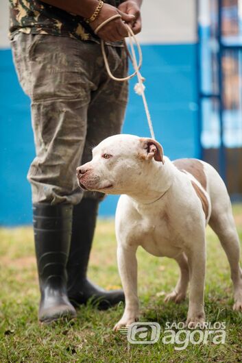 Feira de Adoção Animal é adiada em razão das fortes chuvas -