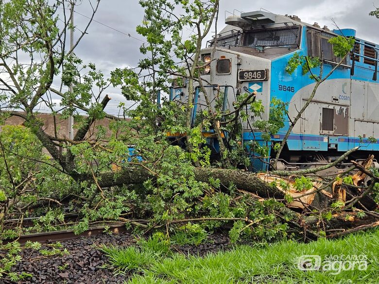Vento e chuva causam queda de árvore sobre linha férrea em Itirapina - Crédito: Lourival Izaque