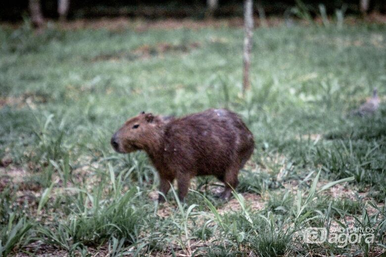 Fotógrafo do São Carlos Agora flagra capivara na marginal, próximo ao Cristo -
