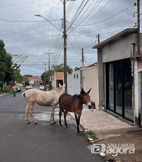Animais de grande porte são apreendidos na Vila Prado após circularem soltos em via pública -
