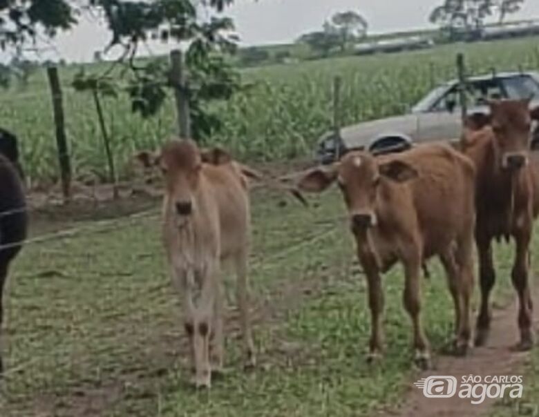 Dois bezerros são furtados em propriedade rural de Ibaté -