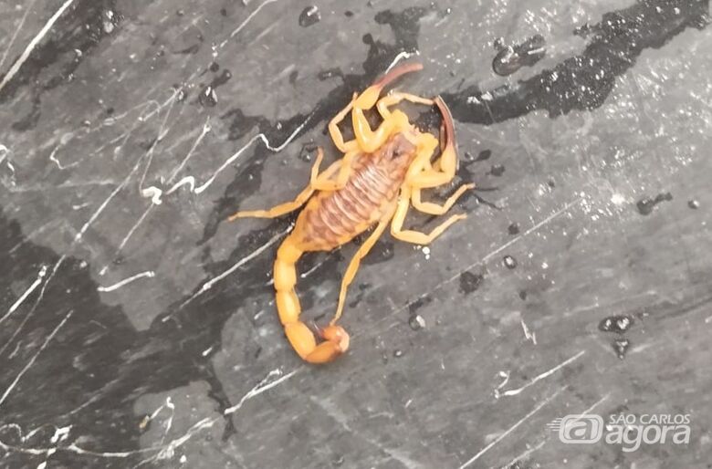 Escorpião é encontrado em residência no Cidade Aracy 2 -