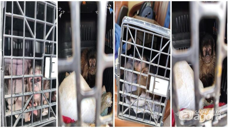 Dupla é detida pelo TOR após ser flagrada transportando 4 macacos-prego na rodovia Washington Luís - Crédito: Foto: Divulgação/PMRV/Montagem Flavio Fernandes/São Carlos Agora