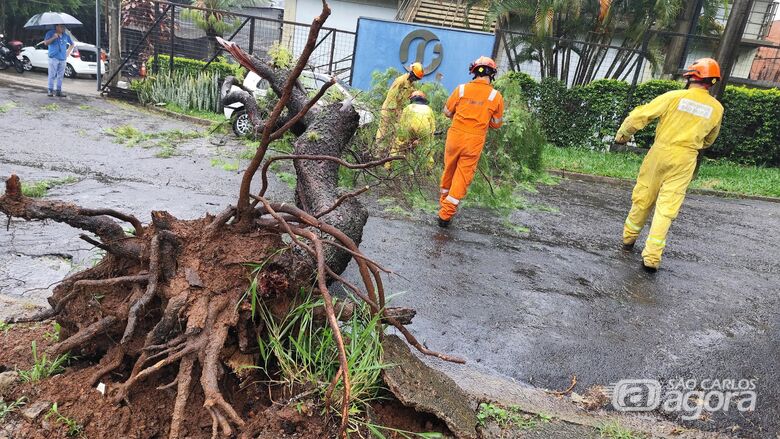 Árvore de grande porte caiu na cidade nesta terça-feira  - 
