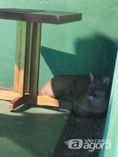 Onça-parda reaparece na região da USP e invade restaurante - Crédito: Maycon Maximino