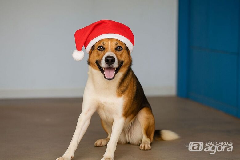 Feira de adoção do canil municipal oferece mais de 270 animais neste sábado  - Crédito: divulgação 