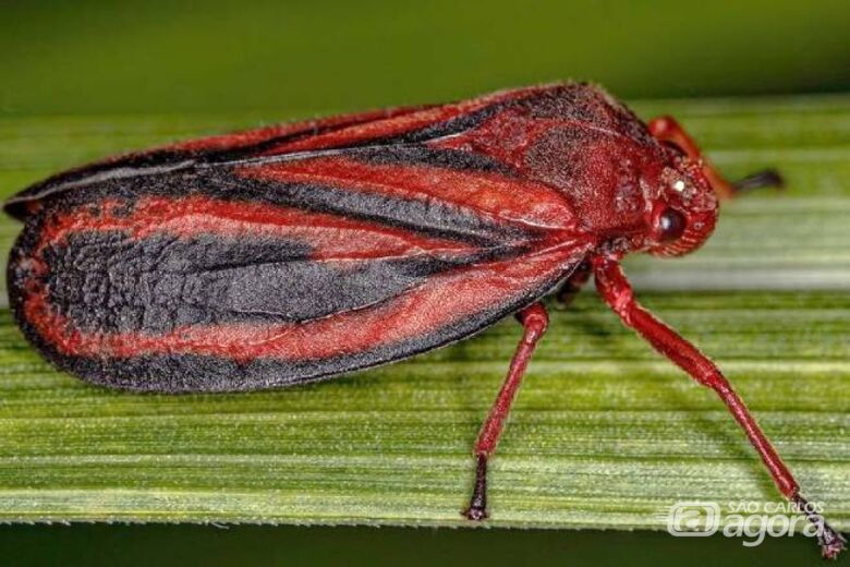 ´A descrição do "Mahanarva diakantha" e a análise do seu DNA são os passos iniciais para o desenvolvimento de substâncias capazes de neutralizá-lo, a fim de manter plantações a salvo - Crédito: divulgação