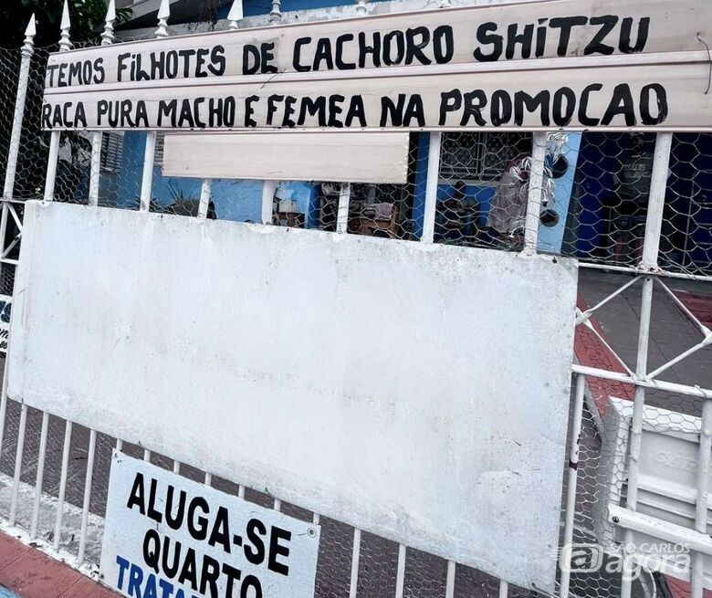 Departamento de Defesa Animal interrompe comércio ilegal e apreende cão em São Carlos -