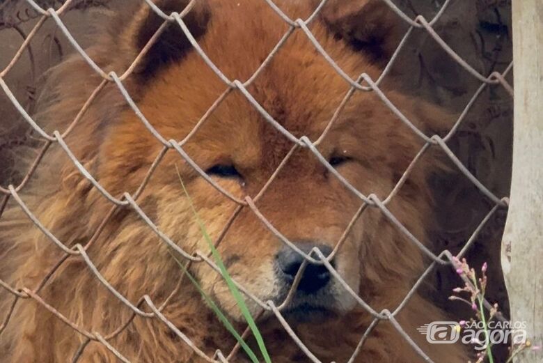 Dois cães da raça Chow Chow, utilizados como matrizes de reprodução que eram mantidos em ambiente totalmente insalubre - Crédito: divulgação