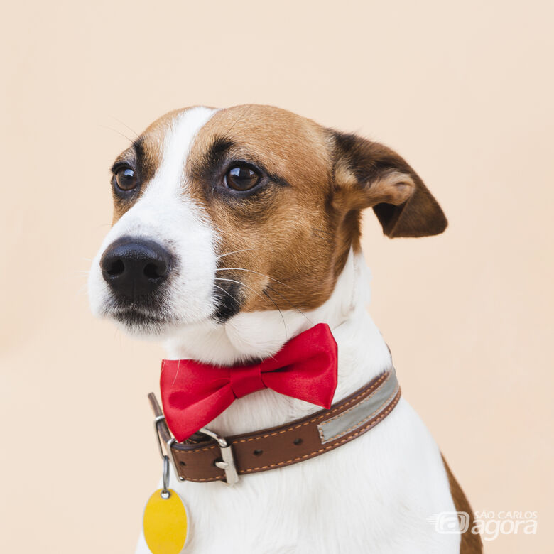 PET Computação promove ação para arrecadar itens destinados a animais domésticos no Mercado Municipal - Crédito: Freepik