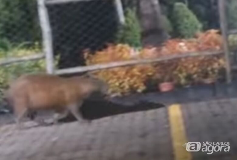 Capivara é flagrada caminhando tranquilamente em calçada na Miguel Petroni - Crédito: reprodução 