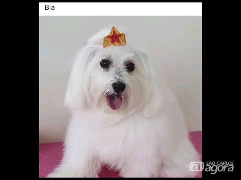 Homenagem da Funerais Pet a cachorrinha Beatriz -