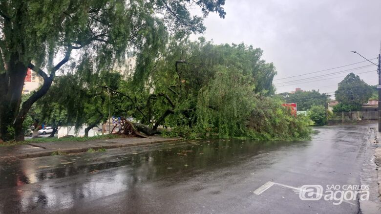 Chuva intensa derruba árvores e interdita vias em São Carlos - Crédito: Maycon Maximino é Colaborador 