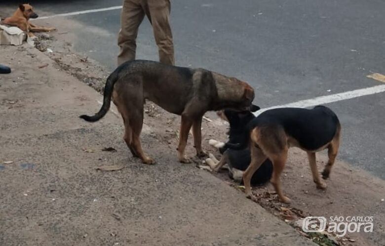 Homem é preso em flagrante acusado de maus-tratos a filhotes de cachorro em Ibaté - Crédito: divulgação