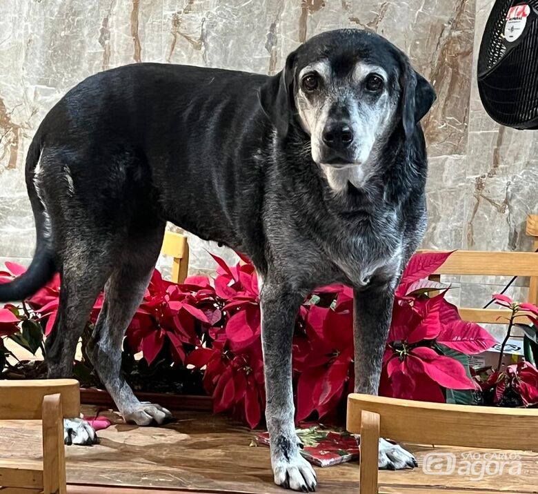 Homenagem da Funerais Pet as pets Laika e Duda - 