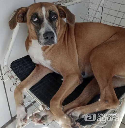 Homenagem da Funerais Pet a Pet Bernadete -