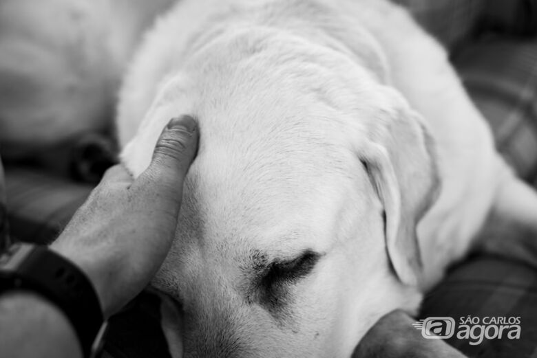 Funeral pet - Crédito: Freepik