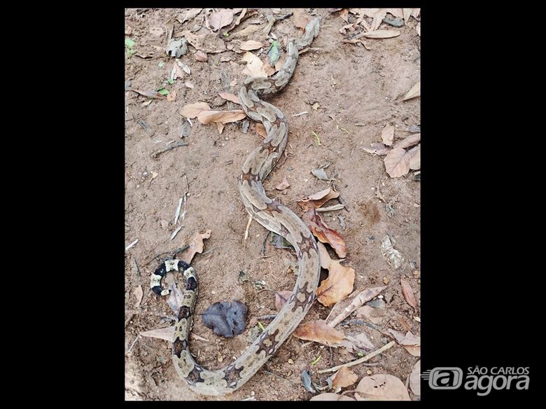 Cobra é encontrada em terreno no Jardim Tangará -