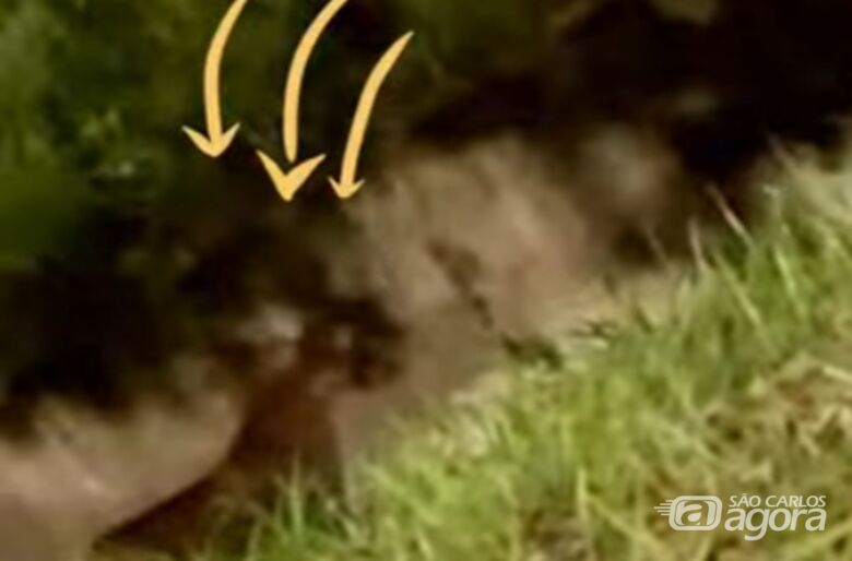 Onça-parda é vista na região da USP 1 e biólogo alerta: "manter distância e não interagir" - Crédito: reprodução 