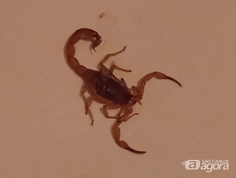 Escorpião é encontrado dentro de casa no Santa Angelina - 